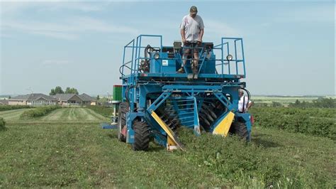 Haskap Berry Farming Youtube