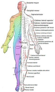 Dermatoma qué es tipos y significado clínico Lifeder Pain relief