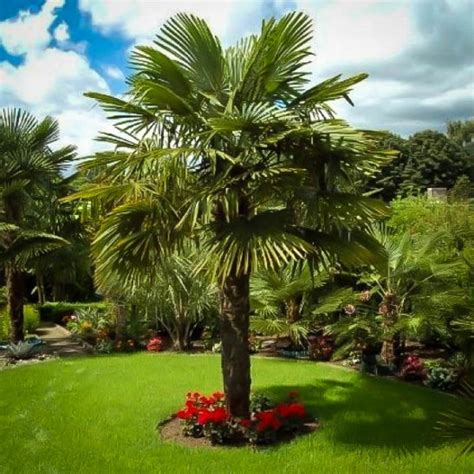 Windmill Palm For Sale The Tree Center™