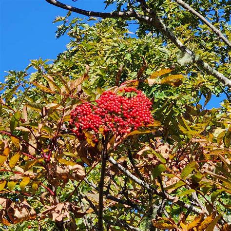 American Mountain Ash (Sorbus americana) Fruit | Western Carolina Botanical Club