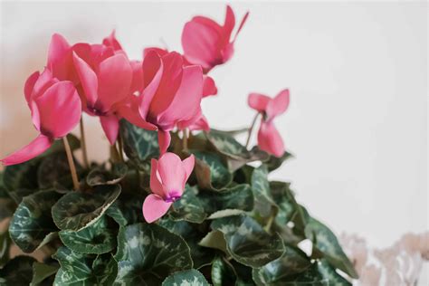 How To Grow And Care For Cyclamen