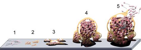 The Five Stages Of Biofilm Development Stage 1 Planktonic Free