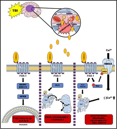 Thrombin Par Pathwaysactivation Of Par Can Modulate Different Cell