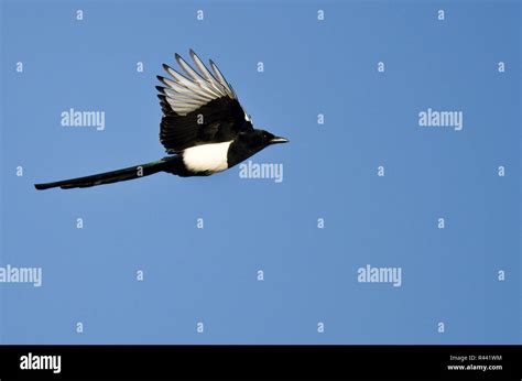 Black-billed Magpie Flying in a Blue Sky Stock Photo - Alamy