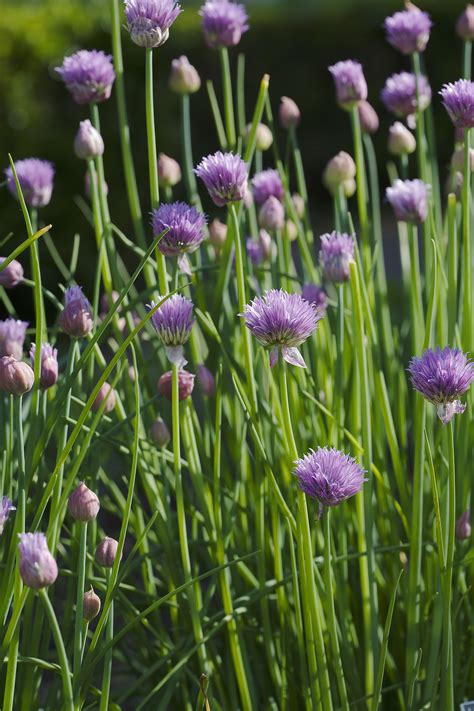Allium schoenoprasum_CREDIT H.David Stein - Queens Botanical Garden