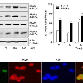 The Levels Of Jak Stat And Ppar In Cerulein Stimulated Ar J Cells