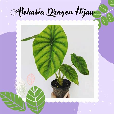 Jual Tanaman Hias Alokasia Dragon Hijau Alocasia Dragon Scale Daun