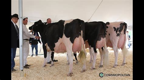 Leduc Dairy Congress Holstein Cow Classes 2017 Youtube