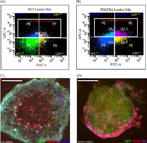 Figure 1 1 From Isolation Of Multipotent Astroglia Form The Adult Stem