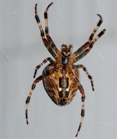 cross orb weaver  common garden spider facts hubpages