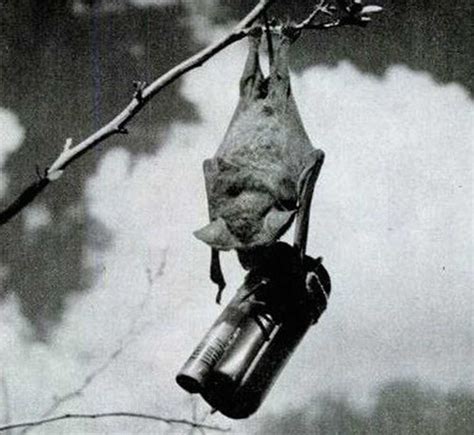 Weaponizing Animals: The Bat Bomb | by Calin Aneculaesei | History of ...