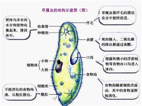 七年级生物上册《单细胞生物》课件新人教版word文档在线阅读与下载免费文档