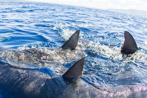 Oahu Shark Diving