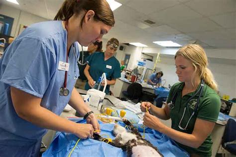 How To Become A Vet Assistant Stratford Career Institute Blog