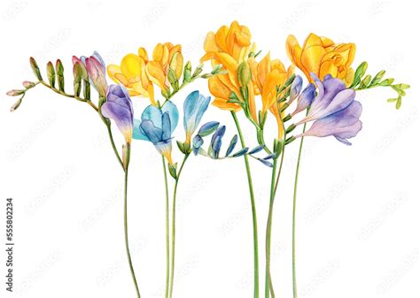 Watercolor Freesia Flowers Clipart Freesia PNG Transparent Background