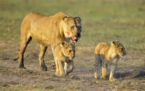 Lioness After Hunting With Cubs Stock Image Everypixel