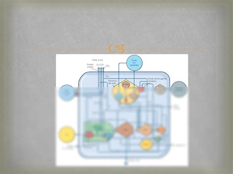 Solution Niveles De Organizaci N Jer Rquica De Los Seres Vivos Studypool