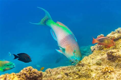 Rainbow Parrotfish, Great Barrier Reef, Queensland, Australia stock ...