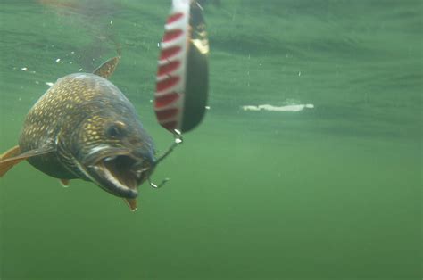 Lake Trout Biting A Fishing Lure Photograph By Joel Sheagren Pixels