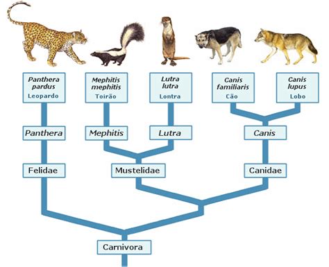 E portefólio Sistemática dos seres vivos Hierarquia das categorias