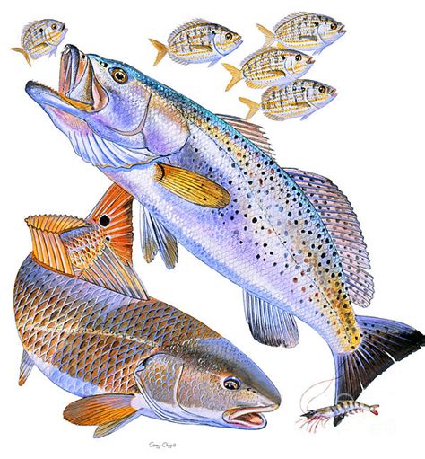 Speckled Trout Redfish Wallpaper