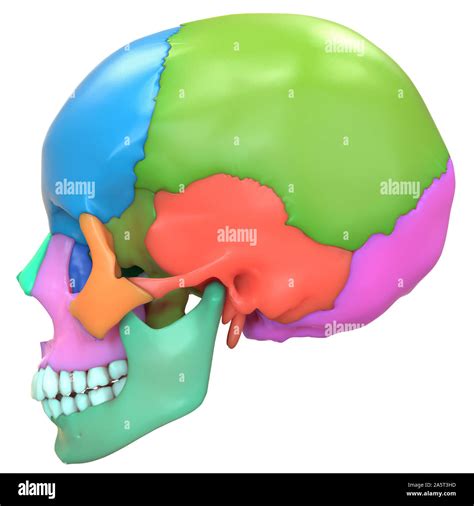 Cráneo Humano 3d Imágenes Recortadas De Stock Alamy