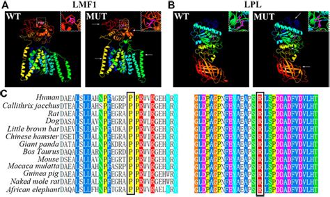 Frontiers A Heterozygous Lmf Gene Mutation C C T Combined