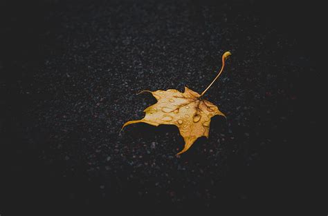 Drops Dark Close Up Sheet Leaf Dry HD Wallpaper Pxfuel