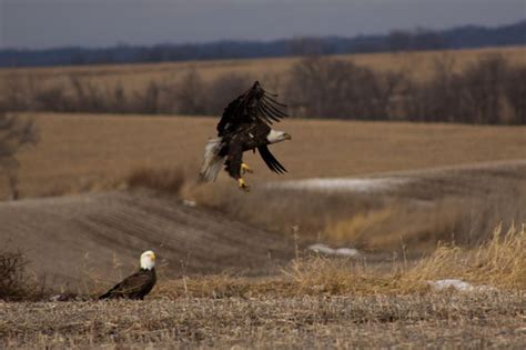 Day 30 Saw A Couple Of Eagles Outside Of Bussey As I Stopped One Took