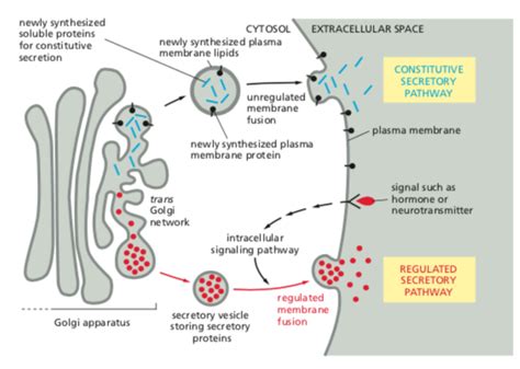 Secretory Pathway