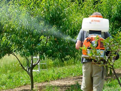 Qué es un tratamiento fitosanitario Jardineria Domenech