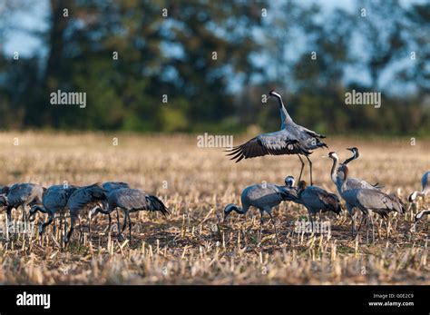 Common cranes from Germany Stock Photo - Alamy