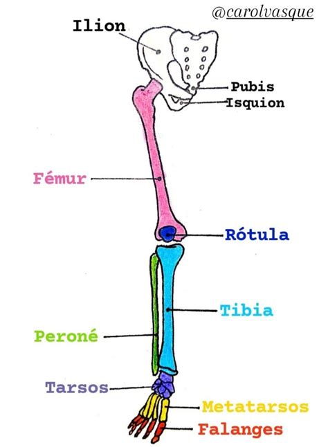 Anatomг A Huesos Del Miembro Inferior Medical Anatomy Anatomy NBKomputer