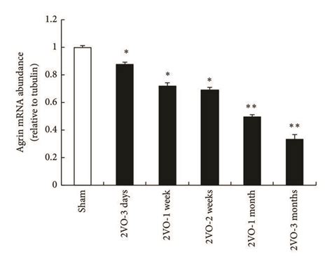 The Mrna Or Protein Level Of Agrin And Aqp After Vo A The