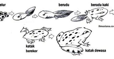 Gambar Metamorfosis Katak Dan Penjelasan Lengkap – cari