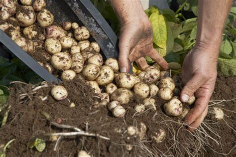 C Mo Cultivar Kg De Patatas Papas En Barriles Y Sacos