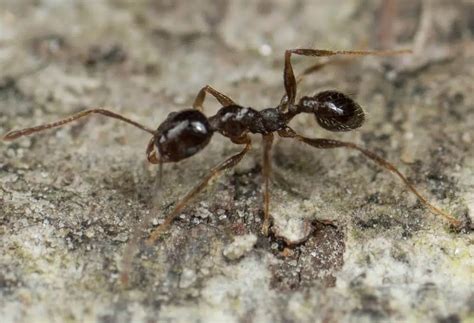 Common Ants In Florida Pictures And Identification