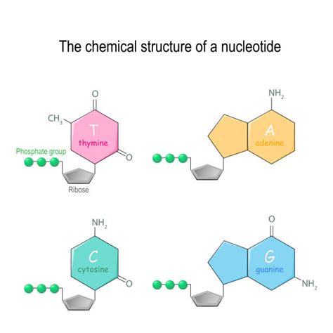 Best Nucleotide Illustrations, Royalty-Free Vector Graphics & Clip Art - iStock