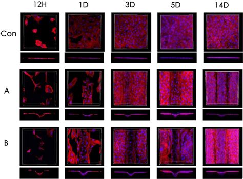 The Growth Of Human Umbilical Vein Endothelial Cells Huvecs At Given Time Download