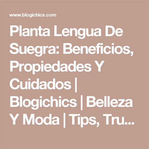 Para Que Sirve La Planta Medicinal Lengua De Suegra Plantă Blog