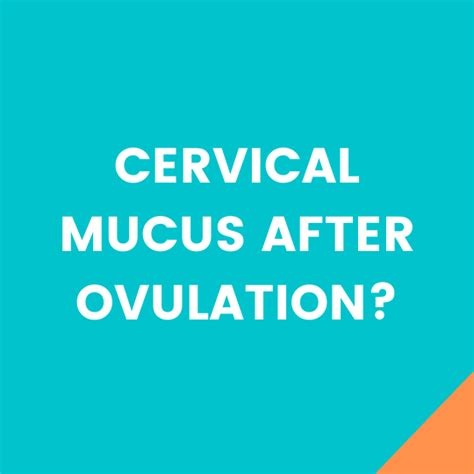 Cervical Mucus After Ovulation: Does it Change? - Storkacademy