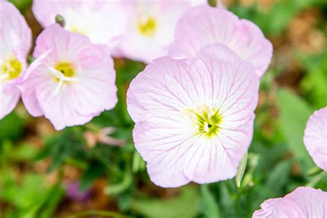 Pink Evening Primrose: Plant Care & Growing Guide