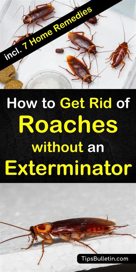 8 Super Simple Ways To Get Rid Of Roaches Without An Exterminator