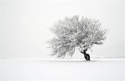 Lone Tree In Snow Covered Field Photograph By Mandarinetree Fine Art