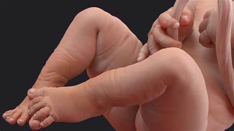 Embryos Full Collection 3D Model 229 Max Blend Lxo Obj Ma C4d