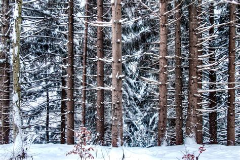 Images Gratuites arbre forêt branche neige hiver plante blanc