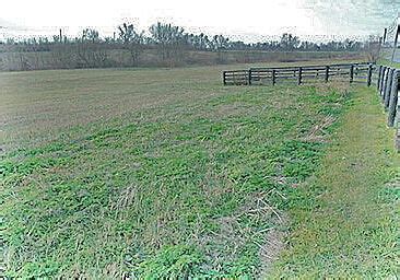 Poison Hemlock Is A Growing Concern News Pmg Ky