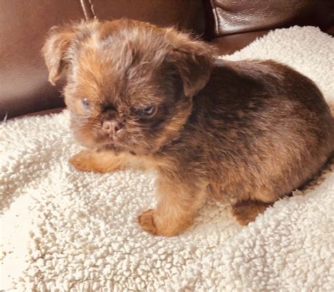 Brussels Griffon Puppies For Sale | Hayward, CA #308467