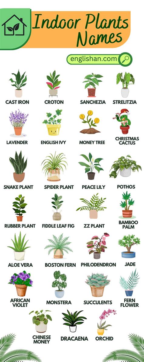 Indoor Plants Names English Vocabulary With Pictures | Indoor plants ...