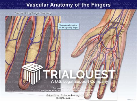 Vascular Anatomy Of The Fingers Trialquest Inc